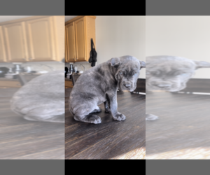 Cane Corso Puppy for sale in PYLESVILLE, MD, USA