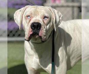 Boxer Dogs for adoption in Camarillo, CA, USA