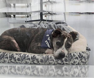 MILDRED - Female American Pit Bull Terrier-Unknown Mix Dog for Adoption - Photo #3