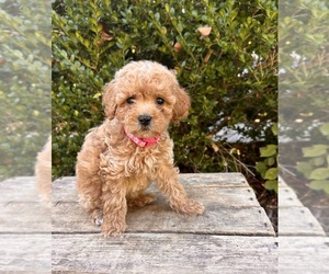 Cockapoo Puppy for sale in MIDDLEBURY, IN, USA