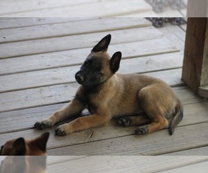 Belgian Malinois Puppy for sale in GRETNA, VA, USA