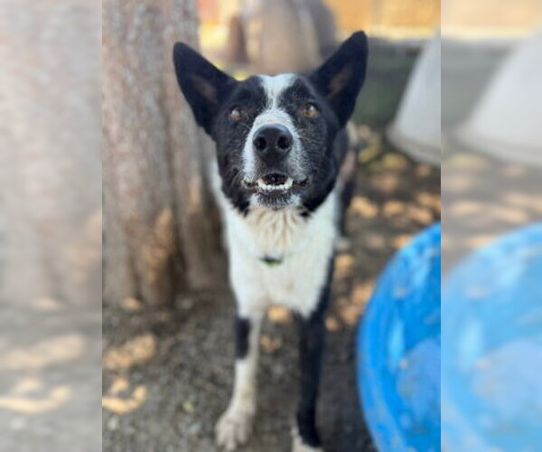 Medium Photo #6 Border Collie-Unknown Mix Puppy For Sale in Ventura, CA, USA