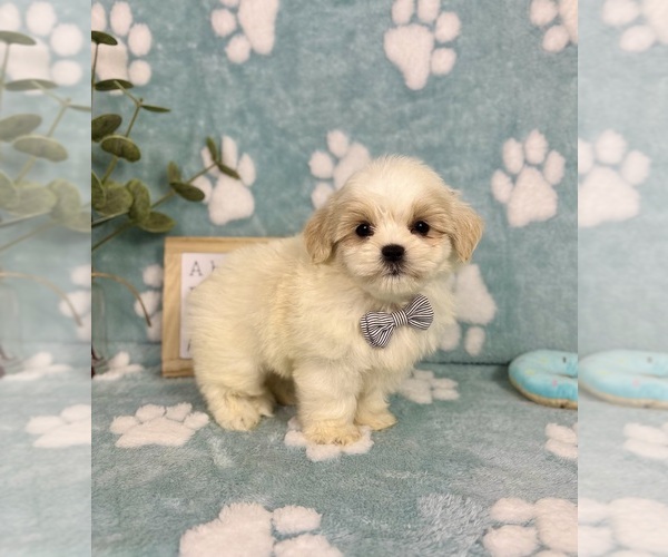 Medium Photo #2 Mal-Shi Puppy For Sale in NOBLESVILLE, IN, USA
