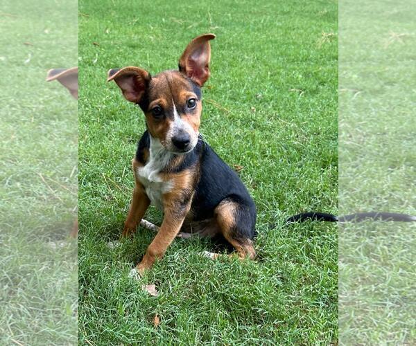 Medium Photo #4 Dachshund-Unknown Mix Puppy For Sale in The Woodlands, TX, USA