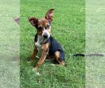 Small #3 Dachshund Mix