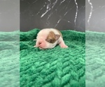 Small Photo #77 Boston Terrier Puppy For Sale in TULARE, CA, USA