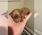 Puppy Puppy 1 Cocker Spaniel-Poodle (Miniature) Mix