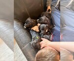 Small #5 Staffordshire Bull Terrier