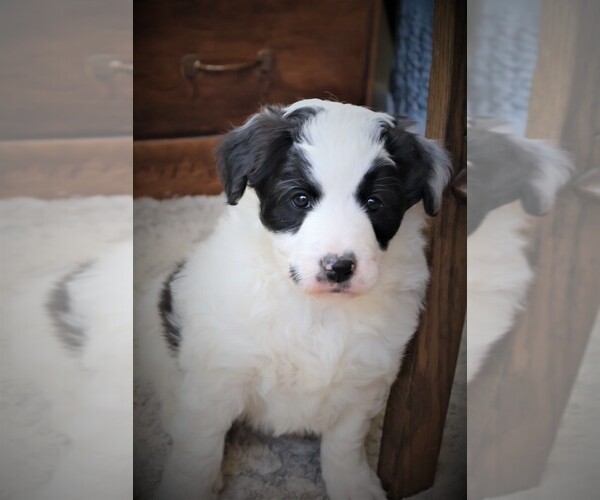 Medium Photo #1 Bordoodle Puppy For Sale in OLATHE, CO, USA