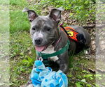 Small #1 American Staffordshire Terrier