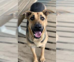 German Shepherd Dog-Unknown Mix Dogs for adoption in Riverside, CA, USA