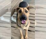 Small German Shepherd Dog Mix