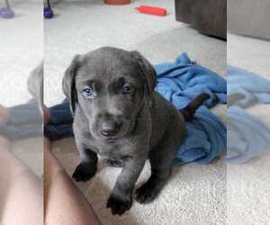 Labrador Retriever Puppy for sale in LANSING, MI, USA
