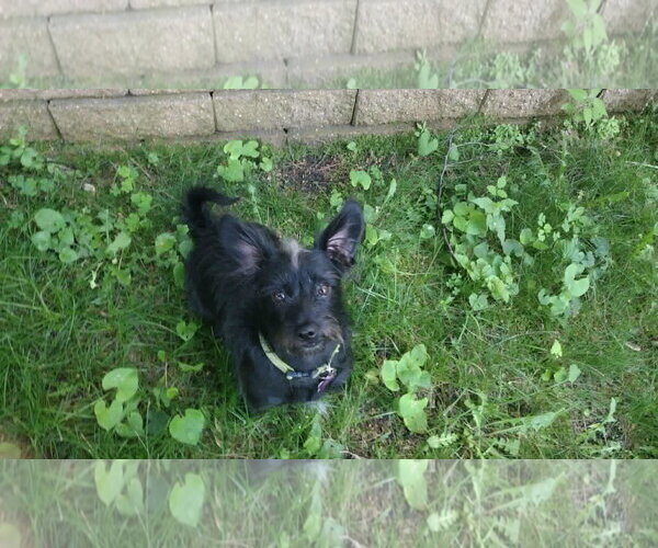 Medium Photo #12 Chihuahua-Unknown Mix Puppy For Sale in Crystal, MN, USA