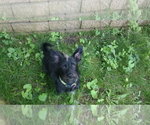 Small Photo #12 Chihuahua-Unknown Mix Puppy For Sale in Crystal, MN, USA