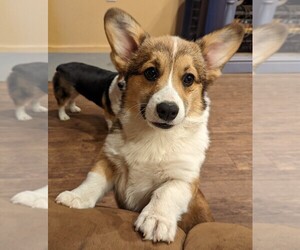 Pembroke Welsh Corgi Puppy for sale in INALA, OK, USA