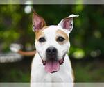 Small #2 American Staffordshire Terrier Mix