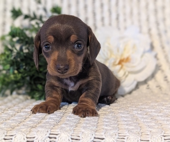 Medium Photo #3 Dachshund Puppy For Sale in GOSHEN, IN, USA