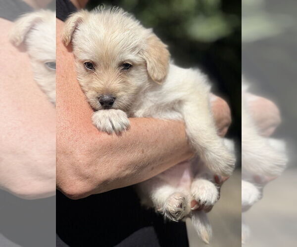 Medium Photo #1 Hava-Apso Puppy For Sale in Dana Point, CA, USA