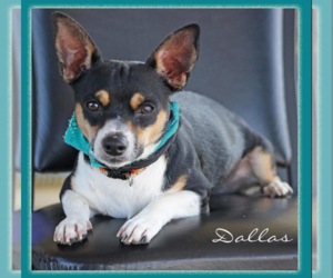 Chihuahua-Unknown Mix Dogs for adoption in Cranston, RI, USA
