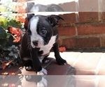 Small #2 Boston Terrier