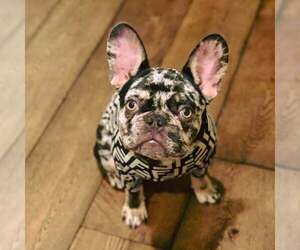 French Bulldog Dogs for adoption in Dumont, NJ, USA