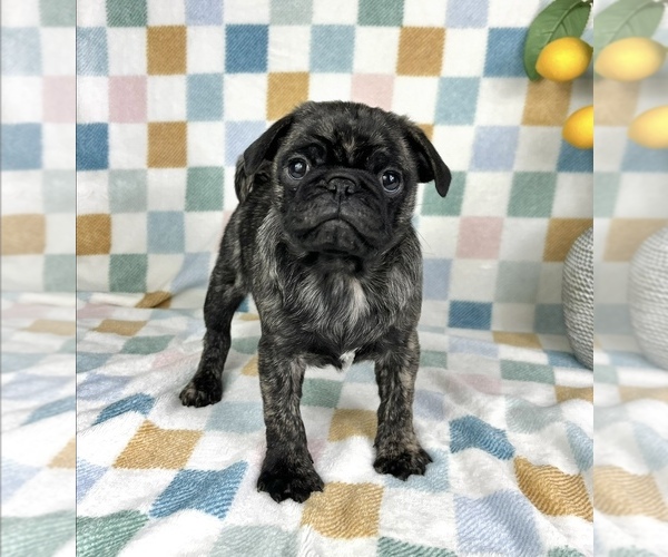Medium Photo #4 Pug Puppy For Sale in FRANKLIN, IN, USA
