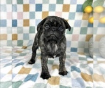 Small #3 Pug