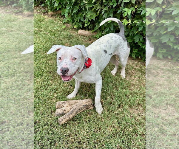 Medium Photo #10 American Pit Bull Terrier-Unknown Mix Puppy For Sale in Redlands, CA, USA