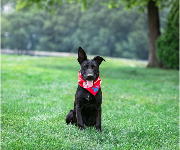 Medium Photo #2 Labrador Retriever-Unknown Mix Puppy For Sale in Unionville, PA, USA