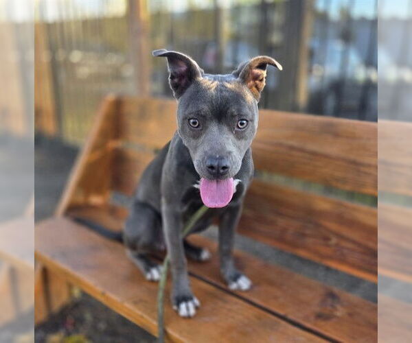 Medium Photo #1 Mutt Puppy For Sale in Long Beach, CA, USA