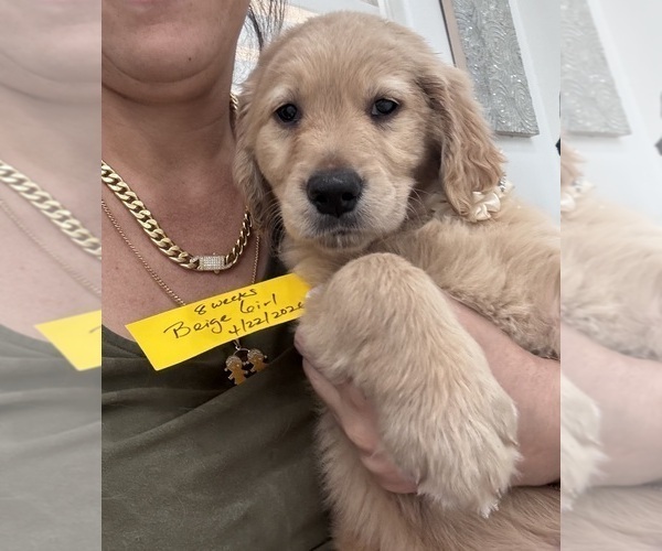 Medium Photo #4 Golden Retriever Puppy For Sale in ORLANDO, FL, USA
