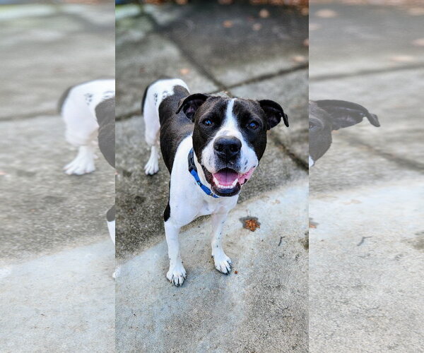Medium Photo #16 Pointer-Unknown Mix Puppy For Sale in Rockaway, NJ, USA