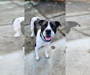 Cooper Lizman - Male Pointer-Unknown Mix Dog for Adoption - Photo #16