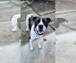 Small #15 Pointer Mix