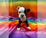Puppy Phantom Boston Terrier
