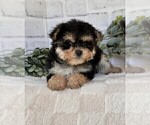 Small #11 Morkie