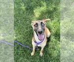 Small #1 German Shepherd Dog
