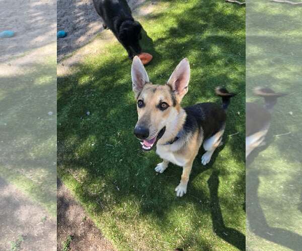 Medium Photo #27 German Shepherd Dog Puppy For Sale in Gretna, NE, USA