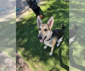 Harrison - Male German Shepherd Dog Dog for Adoption - Photo #27