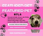 Small #1 American Pit Bull Terrier Mix