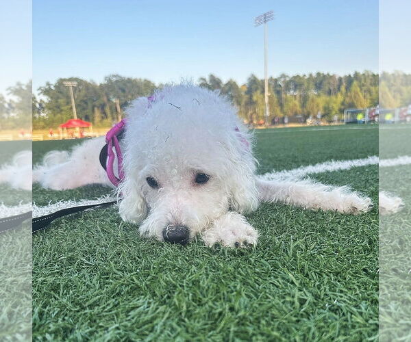 Medium Photo #10 Mutt Puppy For Sale in Arlington, VA, USA