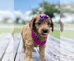 Small Photo #11 Goldendoodle Puppy For Sale in KISSIMMEE, FL, USA