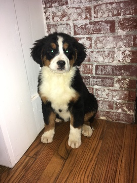 Medium Photo #1 Bernese Mountain Dog Puppy For Sale in APPLE CREEK, OH, USA