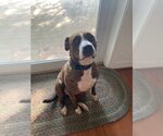 Small #8 Mountain Cur Mix