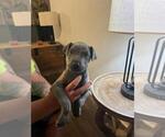 Small Photo #4 Great Dane Puppy For Sale in TALLAHASSEE, FL, USA