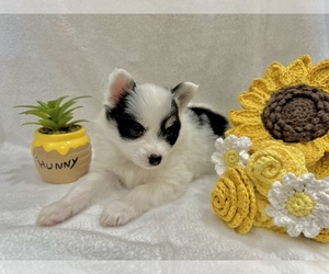 Pomsky Puppy for sale in LAWRENCEBURG, KY, USA