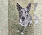 Small #1 Catahoula Leopard Dog-German Shepherd Dog Mix