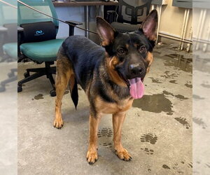 German Shepherd Dog Dogs for adoption in Camarillo, CA, USA