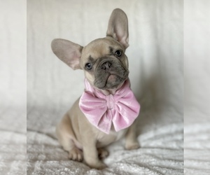 French Bulldog Puppy for sale in STERLING HEIGHTS, MI, USA